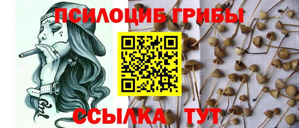 закладки  Вход с VPN  Майский  Псилоцибиновые грибы ЛСД 